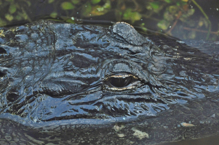 alligator